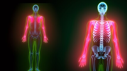 Human Skeleton Upper Limbs Skeletal Anatomy 3D Illustration