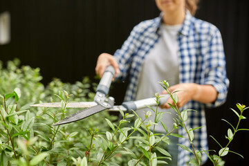 gardening and people concept - woman with pruner or pruning shears cutting branches at summer garden