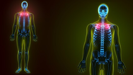 3d illustration of Human skeleton anatomy rib cage 