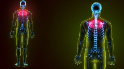 3d illustration of Human skeleton anatomy rib cage 