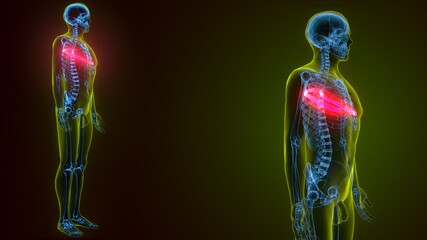 3d illustration of Human skeleton anatomy rib cage 