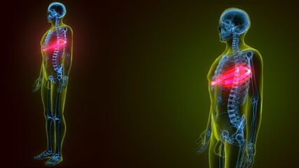 3d illustration of human skeleton anatomy rib cage