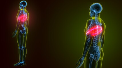 3d illustration of human skeleton anatomy rib cage