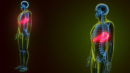 3d render of human skeleton anatomy rib cage 10th bone