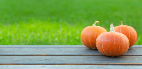 Pumpkin on a of green grass background. Orange autumn pumpkin in the sun. Autumn harvest, holidays...