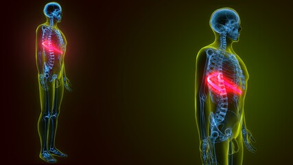 3d illustration of human skeleton anatomy rib cage 11th bone