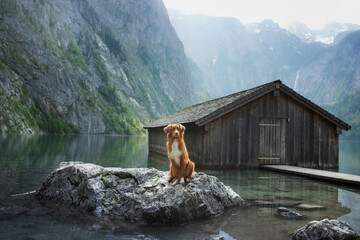 dog on a mountain lake near the boat station. Nova Scotia Duck Tolling Retriever in nature