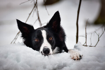 Black and white border collie. Photo from my third Photoworkshop on Konopiste. It was amazing experience. I love dogs on snow.