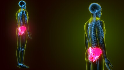 human skeleton hip or pelvic bone anatomy.3d render 