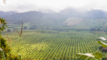 mountain farm landscape in thailand