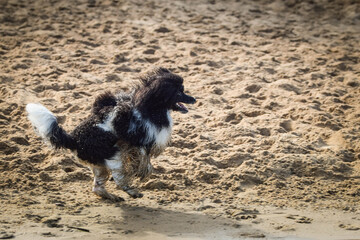 Puppy of poodle is running in sand. He is so dirty dog now.