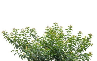 cherry leaves isolated on a white background