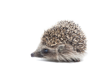 Hedgehog isolate on white background.