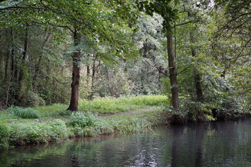 Grüner Spreewald mit Fluss und Wanderweg
