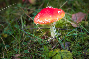 Amanita muscari. Toxic and hallucinogen beautiful red-headed mushroom Fly Agaric in grass on autumn forest background. source of the psycho-active drug Muscarine