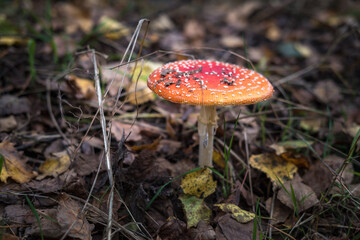 Amanita muscari. Toxic and hallucinogen beautiful red-headed mushroom Fly Agaric in grass on autumn forest background. source of the psycho-active drug Muscarine