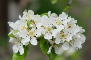 A branch of a blossoming pear tree. Inflorescence of white pear flowers in spring.
