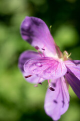 purple flower in the garden close up