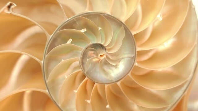 Detailed footage of a halved shell of a chambered nautilus (Nautilus pompilius) rotating around its axis