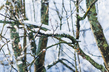 A close-up of a tree branch without leaves with moss and covered