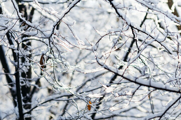branches without leaves covered with a layer of snow on which the sun shines on the backdrop of a winter park