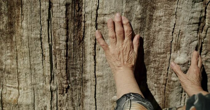 an old woman's wrinkled hand touches a tree trunk in close-up. the texture of the skin and trunk are similar.