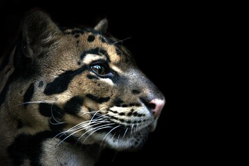 Clouded leopard