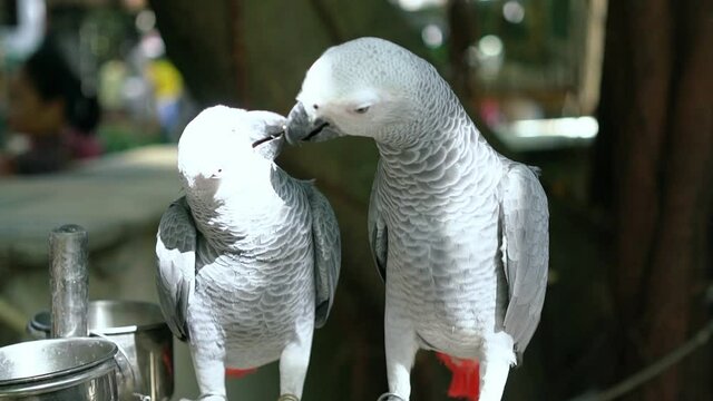 African gray parrot love together. This is a bird that is domesticated and raised in the home as a friend