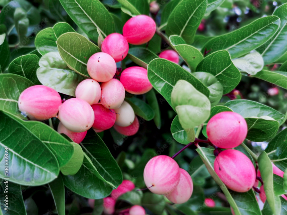 Wall mural Bengal currant fruit or Carandas plum in a garden.(Carissa carandas)