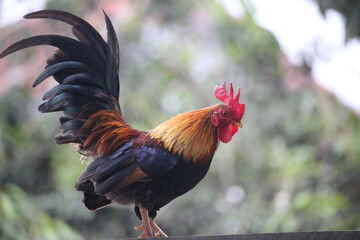 rooster crowing on the fence of the house