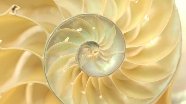 Detailed footage of a halved shell of a chambered nautilus (Nautilus pompilius) rotating around its axis