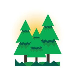 Pine trees