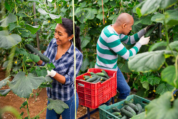 Farmer couple working in greenhouse in summer day, harvesting fresh ripe cucumbers