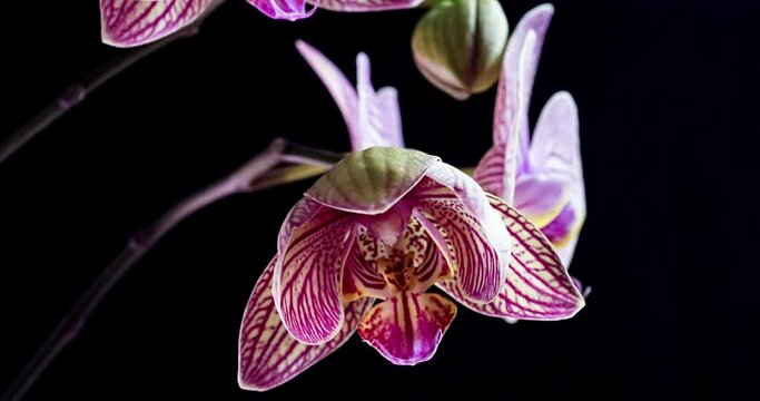 Beautiful orchid unfolds in a time lapse on a black background