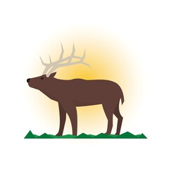 Reindeer