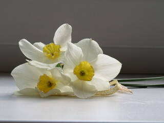three white and yellow narcissus flower at white background