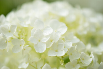 白いあじさいの花