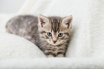 Striped tabby Kitten. Portrait of beautiful fluffy gray kitten. Cat, animal baby, kitten with big eyes sits on white plaid and looking in camera