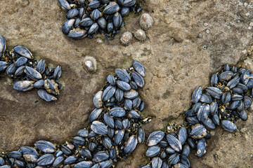 Mussels and moules on rocks and beach Normandië France