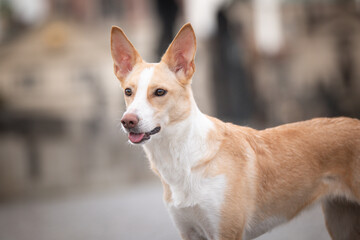 White mix dig is standing in city center. He was in center of Prague. She is so patient model.