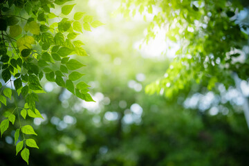 Obraz premium Concept nature view of green leaf on blurred greenery background in garden and sunlight with copy space using as background natural green plants landscape, ecology, fresh wallpaper concept.
