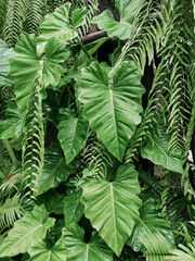 Philodendron leaves plant in a garden.green color background.