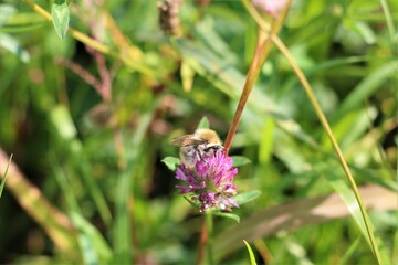Bee sucks nectar from a red clover blossom