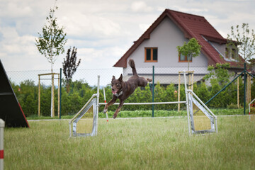 Obraz na płótnie Canvas brown border collie is jumping over the hurdles. Amazing day on czech agility privat training