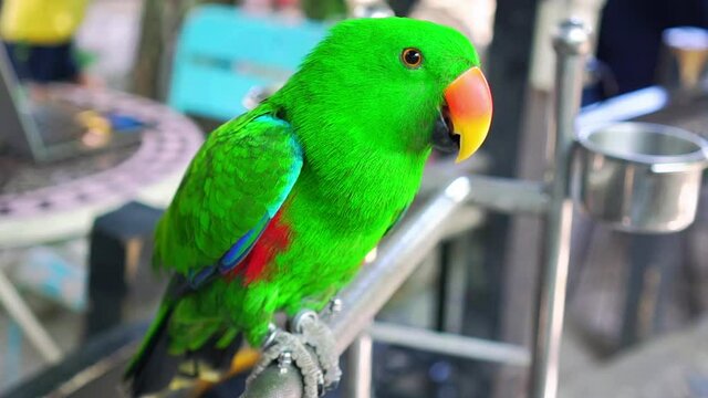 The colorful parrot is relaxing on the fence. This lovebird lives in the forest and is domesticated to domestic animals