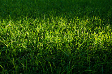green grass background