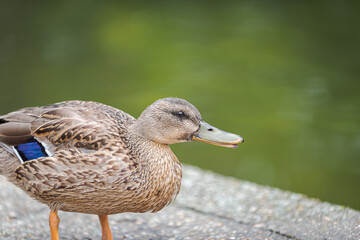 female duck, Anas platyrhynchos, living in a park, in autumn