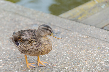 female duck, Anas platyrhynchos, living in a park, in autumn