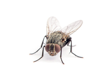 fly isolated on a white