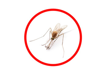 Supermacro of Mosquito isolated on white.